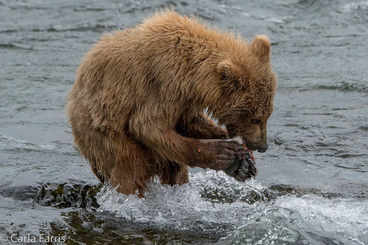 402's cub