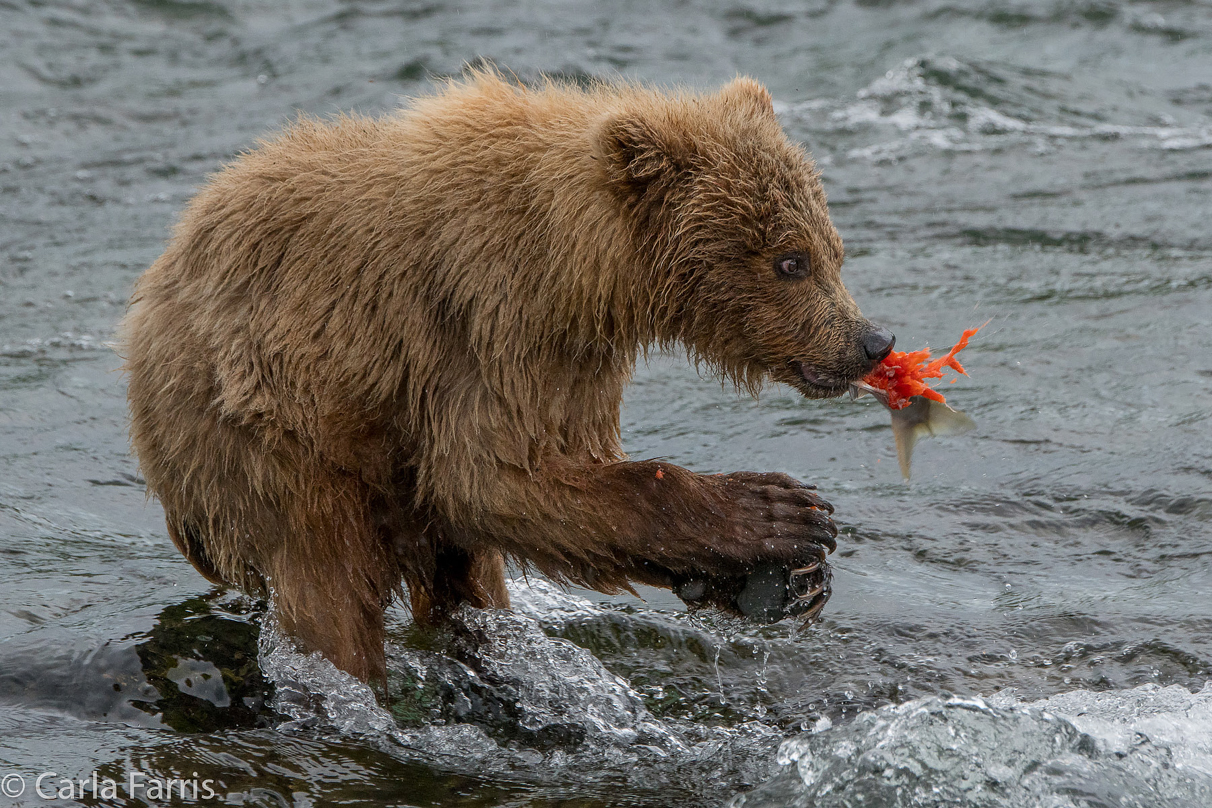 402's cub