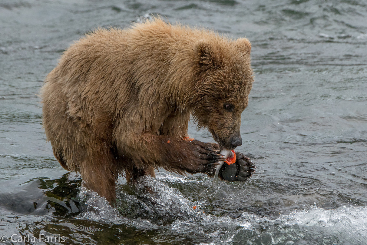 402's cub