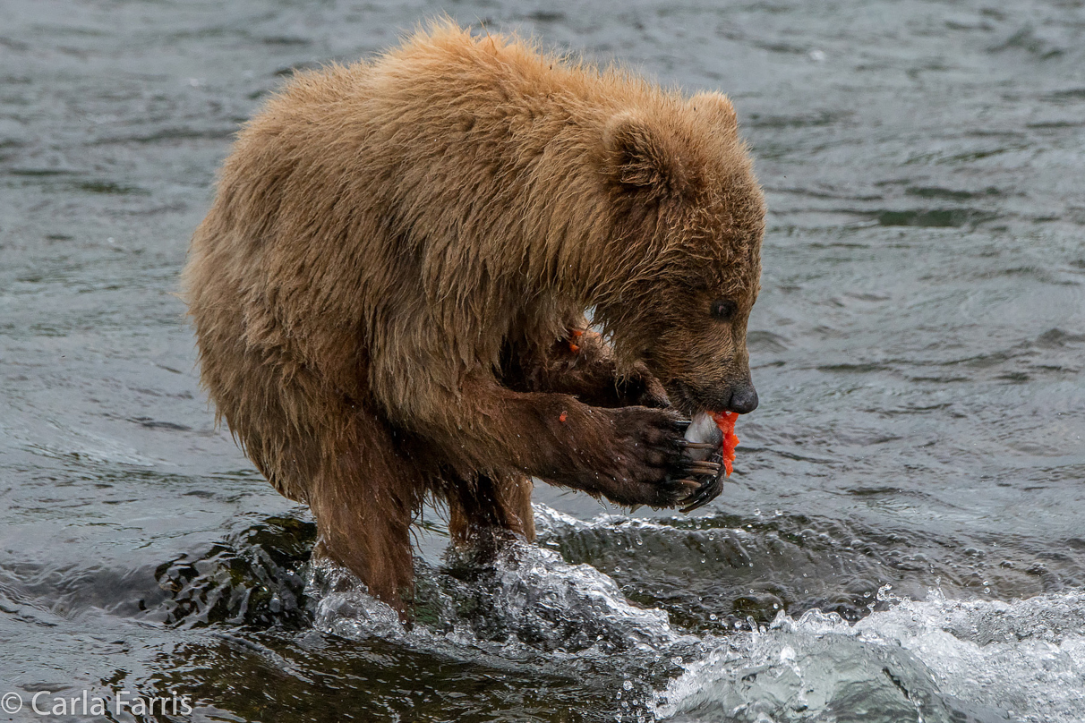 402's cub