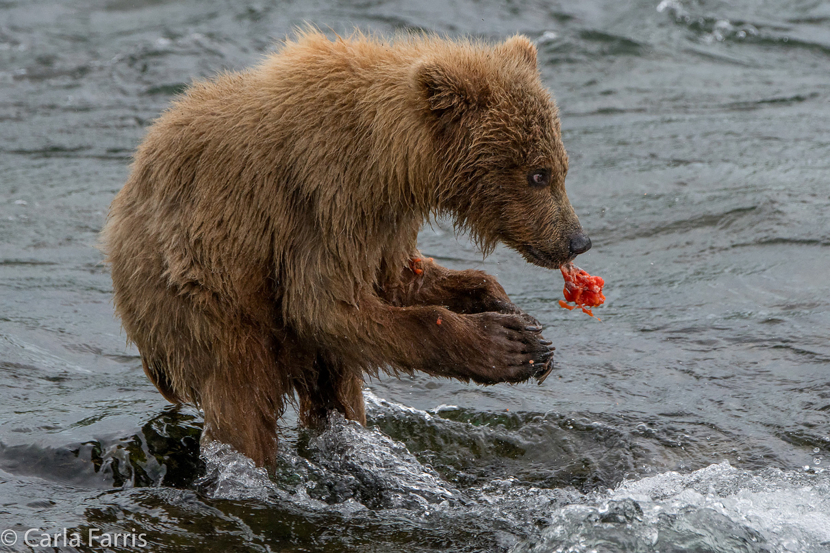 402's cub