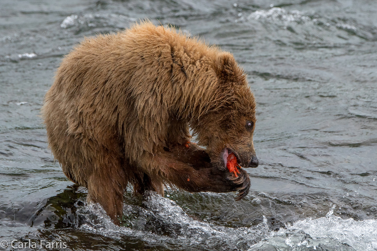 402's cub