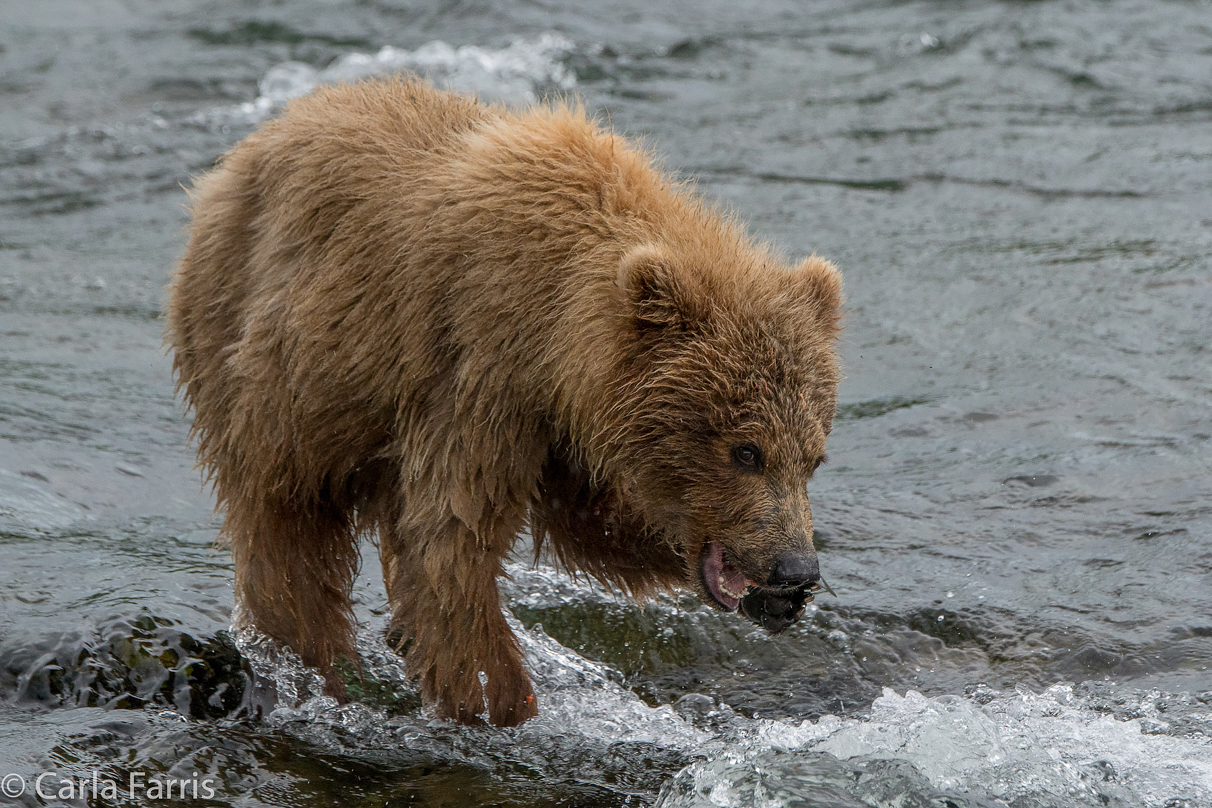 402's cub