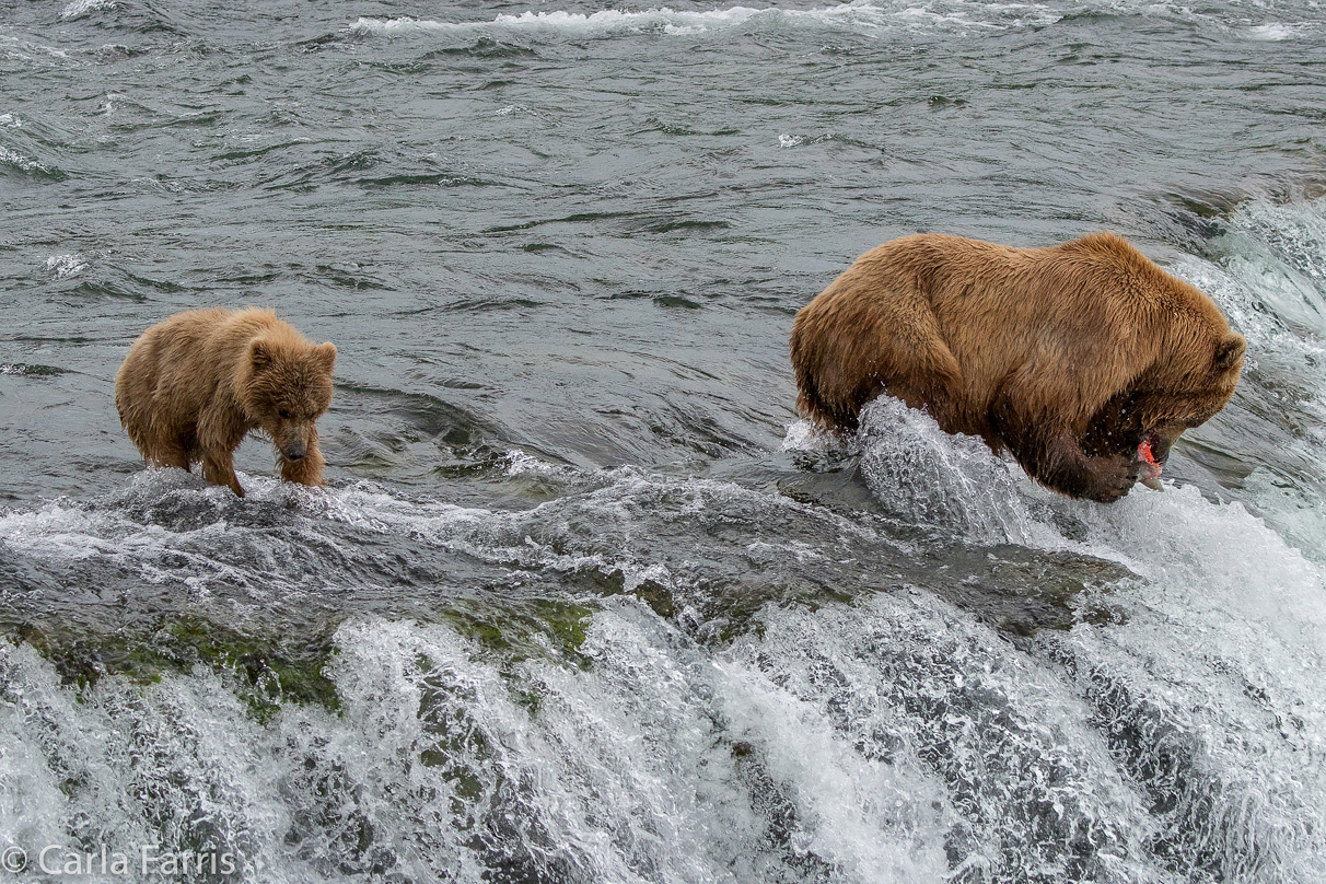 402 & cub