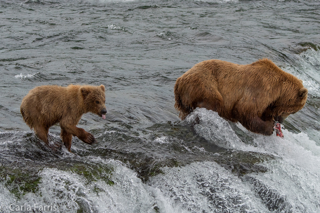 402 & cub