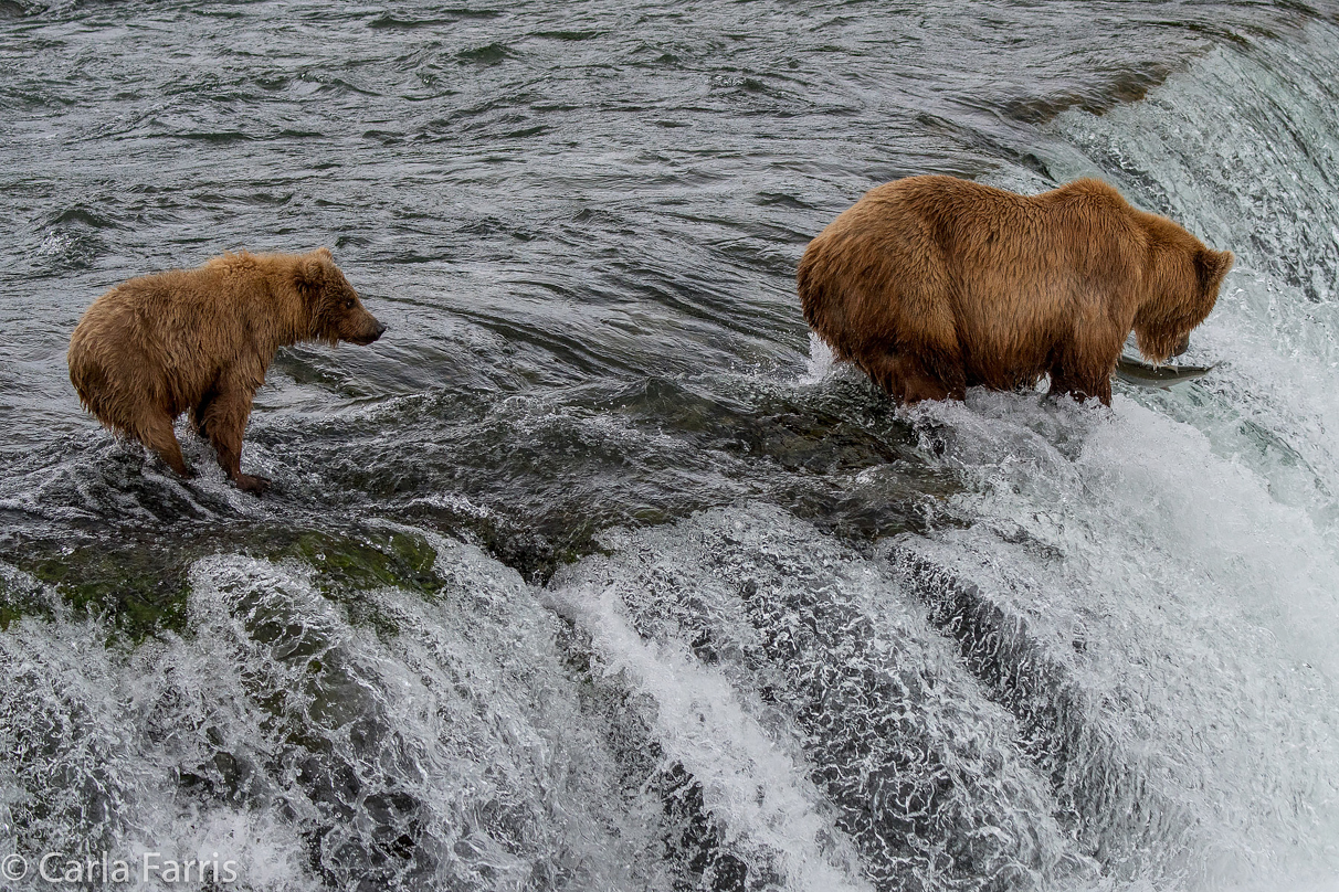 402 & cub