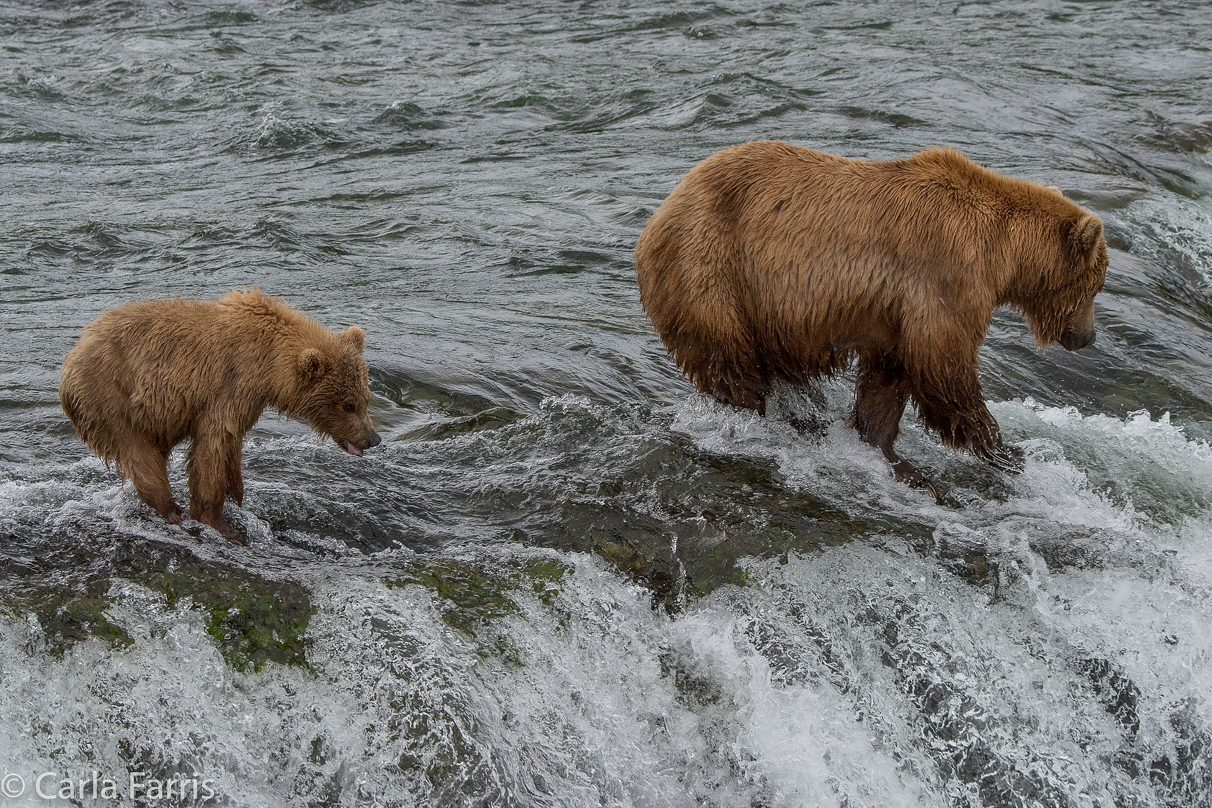 402 & cub
