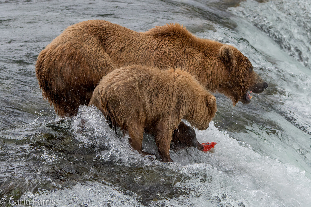402 & cub