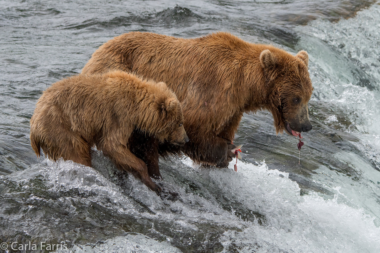 402 & cub