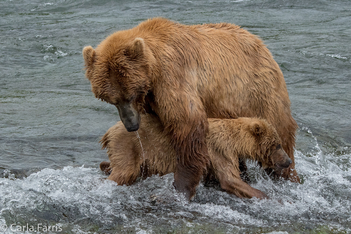 402 & cub