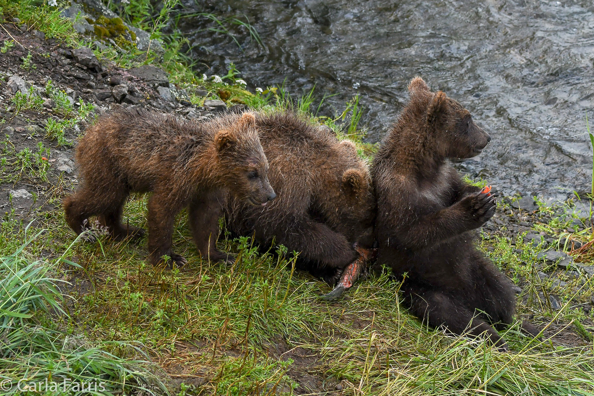 Grazer's (128) cubs
