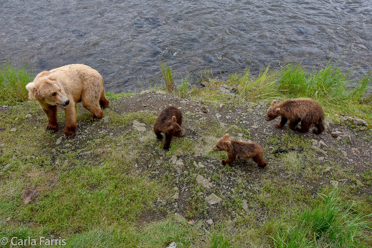 Grazer (128) & Cubs