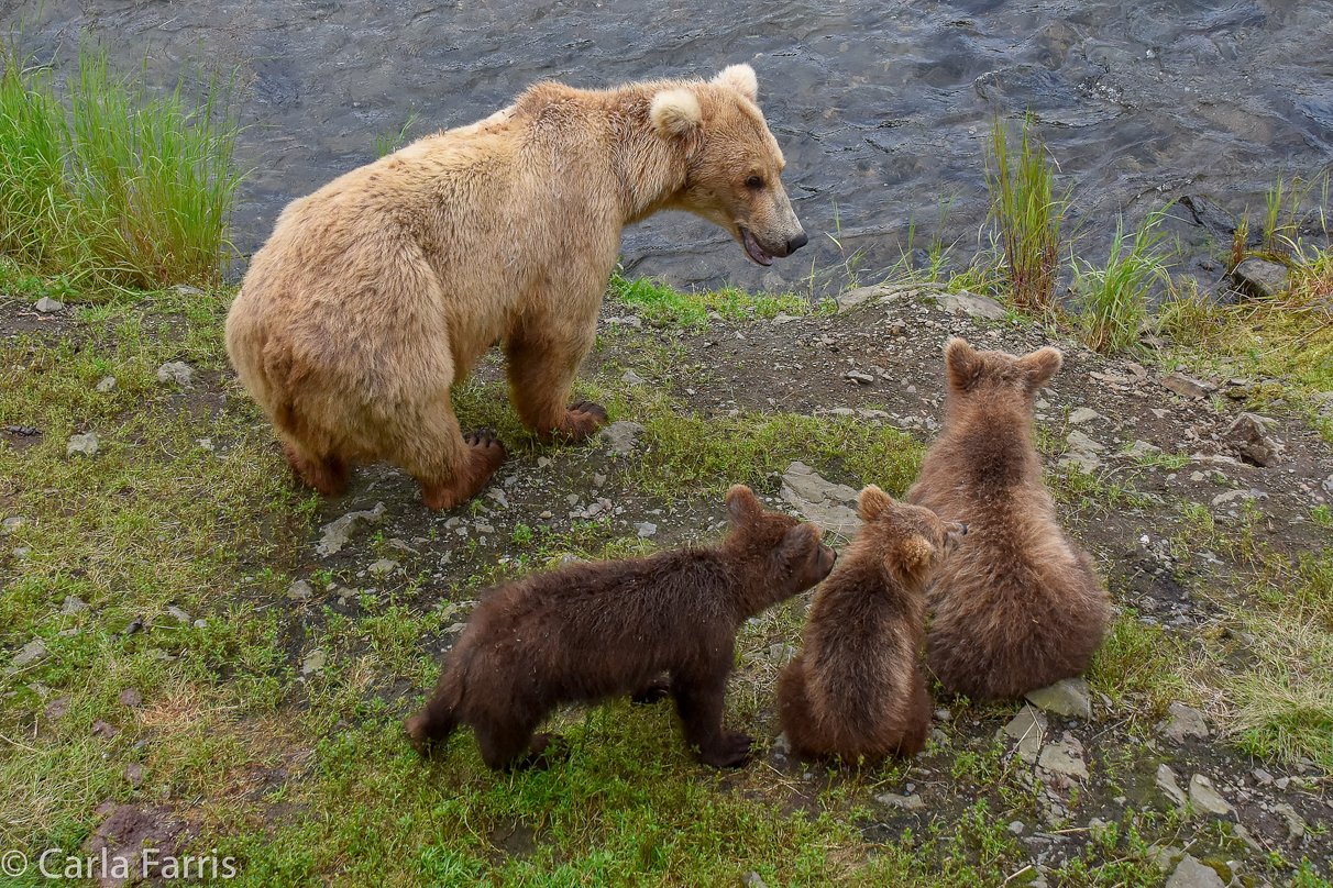 Grazer (128) & Cubs