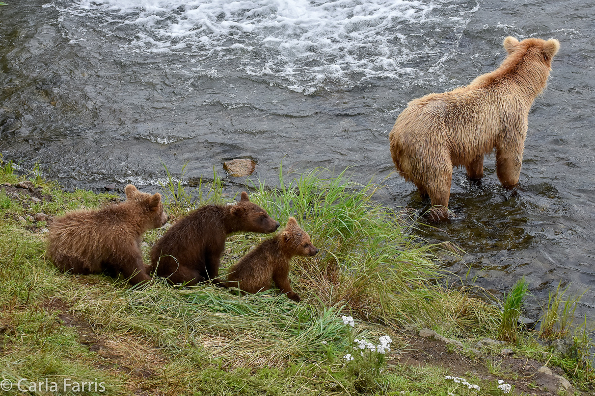 Grazer (128) & Cubs