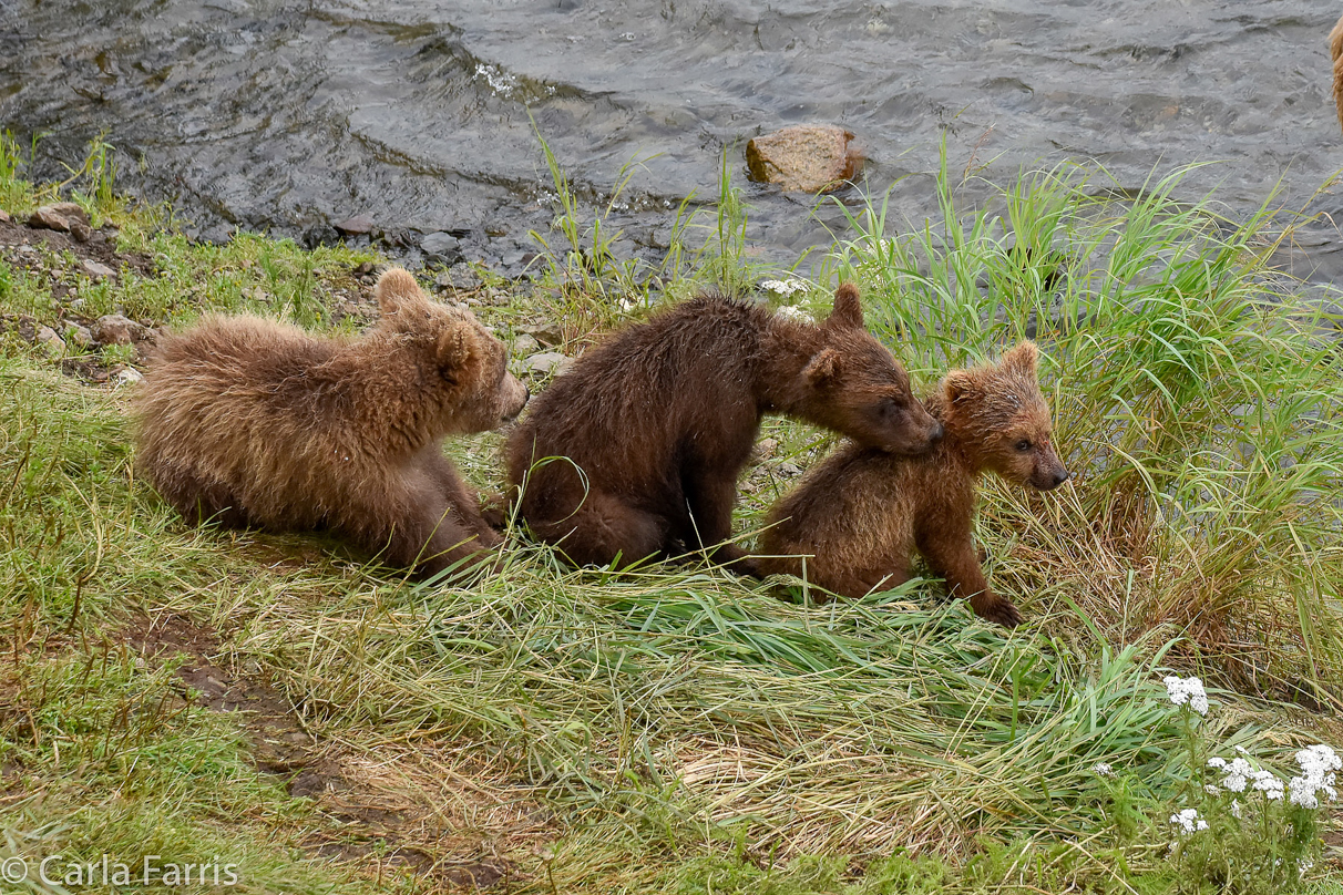 Grazer (128) cubs