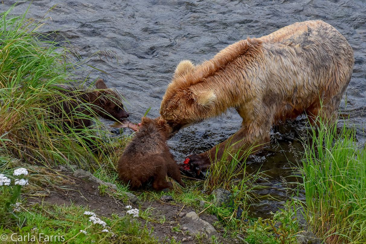 Grazer (128) & Cubs