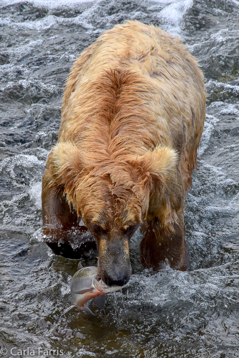 Grazer (128)