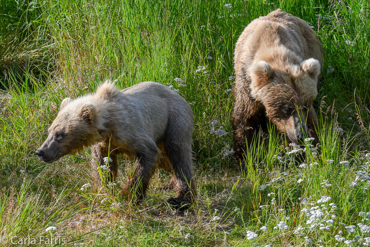 273 & Cub (aka Velcro)