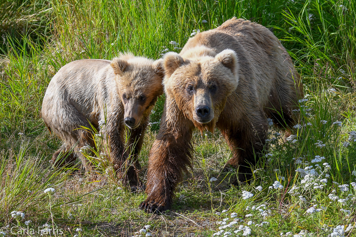 273 & Cub (aka Velcro)
