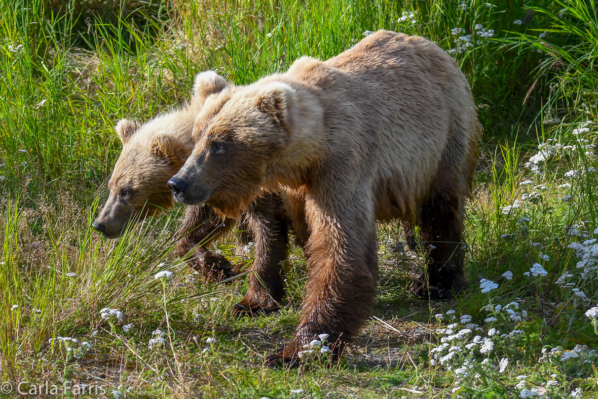 273 & Cub (aka Velcro)
