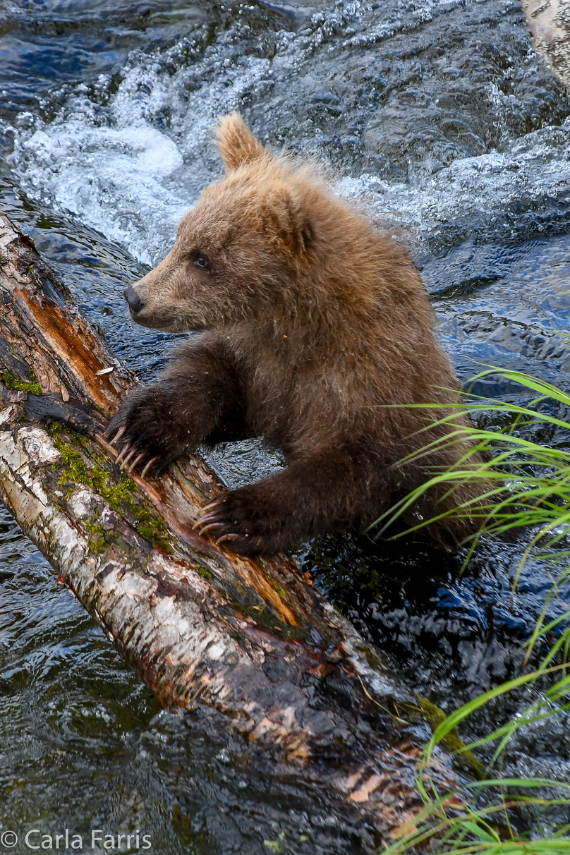 Grazer (128) cub(s)