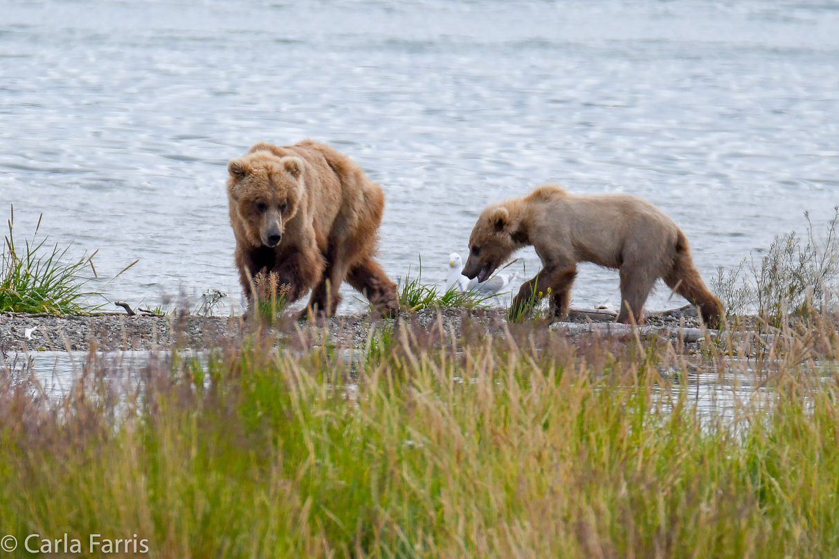 273 & The Cub (aka Velcro)