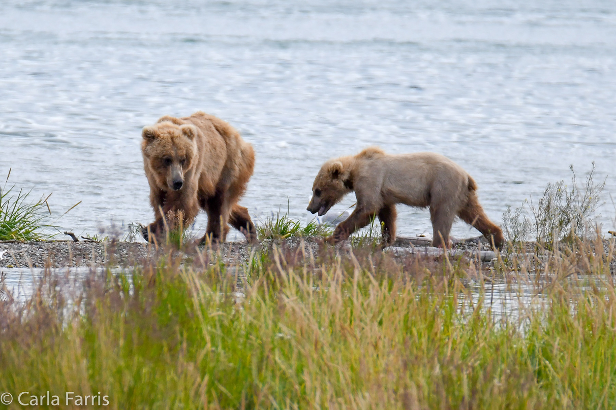 273 & The Cub (aka Velcro)