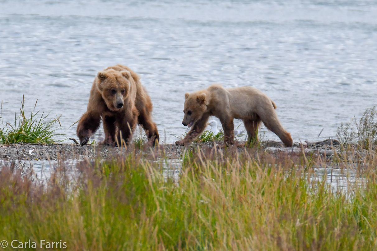 273 & The Cub (aka Velcro)