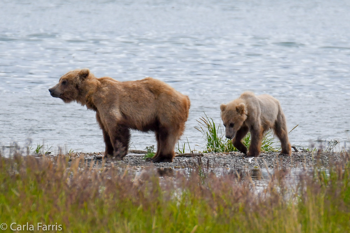 273 & The Cub (aka Velcro)