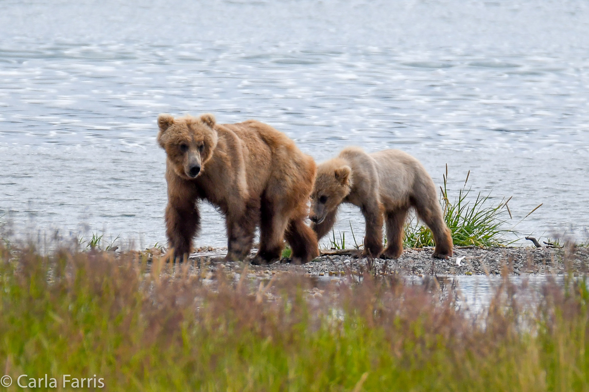 273 & The Cub (aka Velcro)