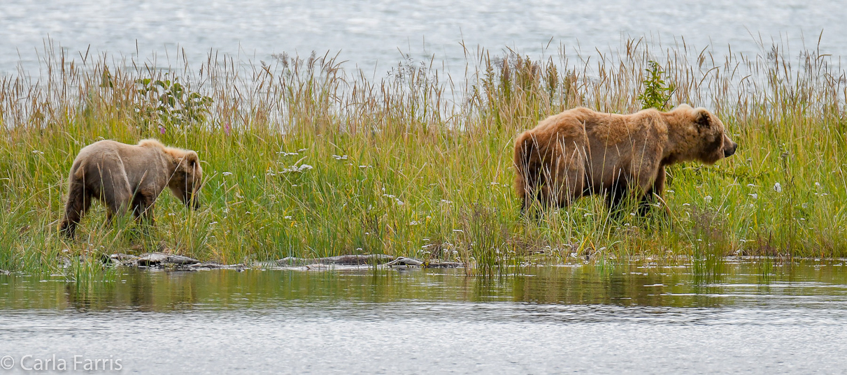 273 & The Cub (aka Velcro)