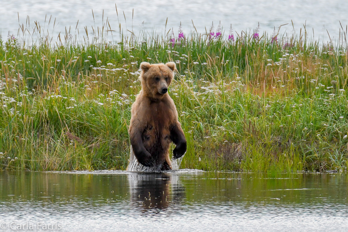 273 & The Cub (aka Velcro)