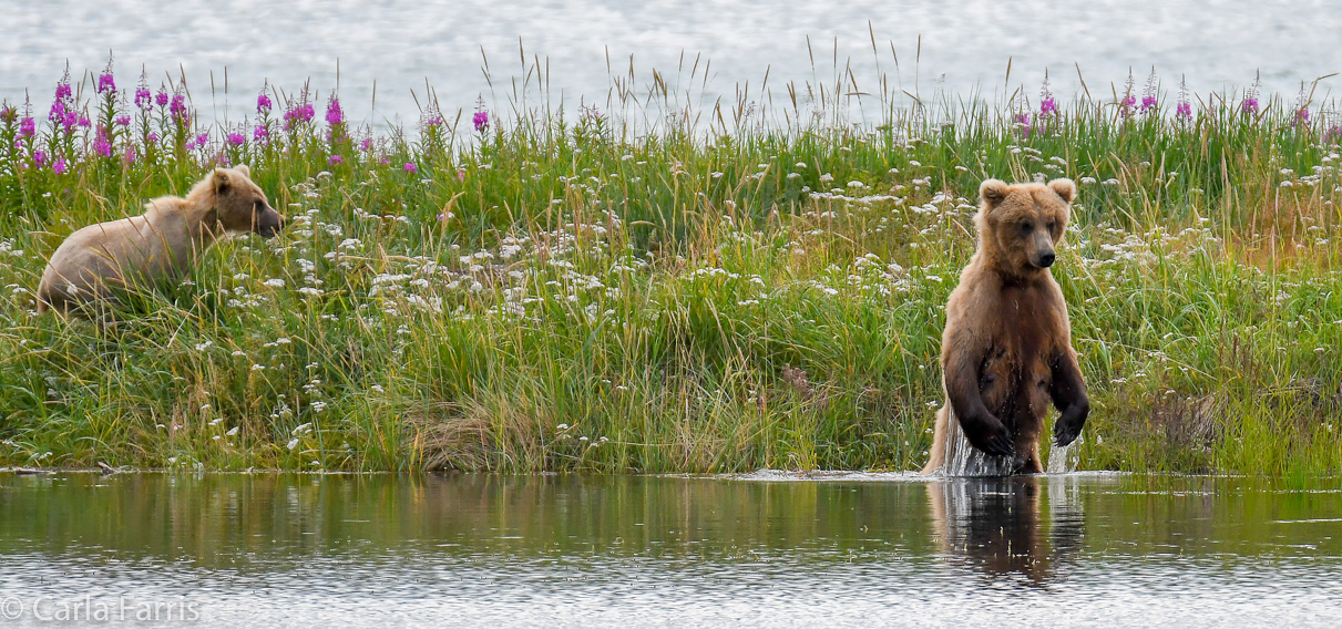 273 & The Cub (aka Velcro)