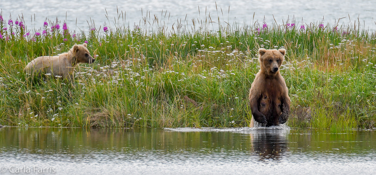 273 & The Cub (aka Velcro)