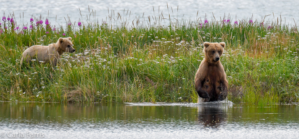 273 & The Cub (aka Velcro)
