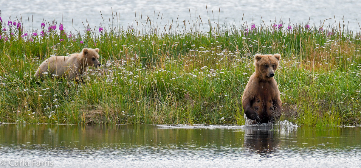 273 & The Cub (aka Velcro)