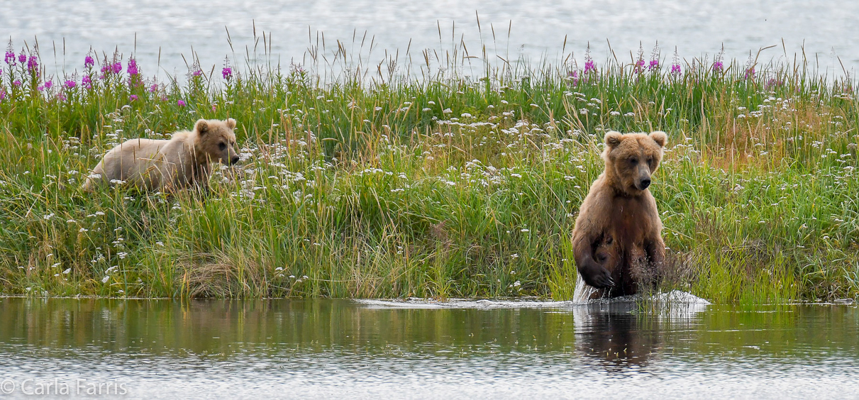273 & The Cub (aka Velcro)