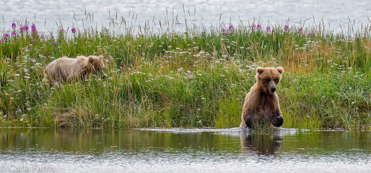 273 & The Cub (aka Velcro)