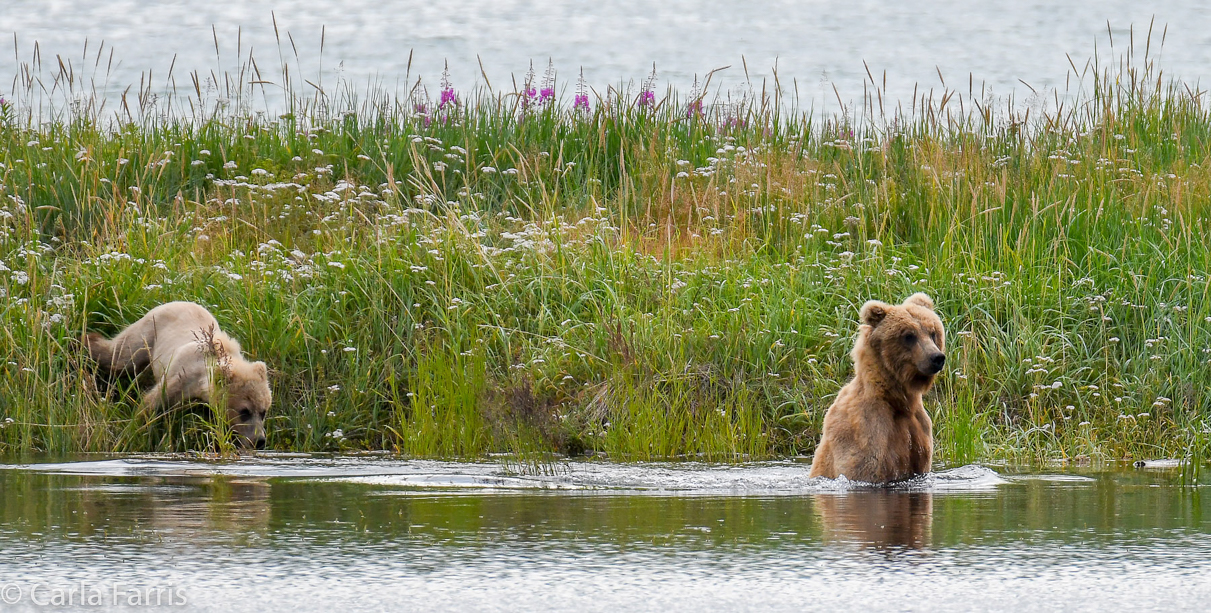 273 & The Cub (aka Velcro)