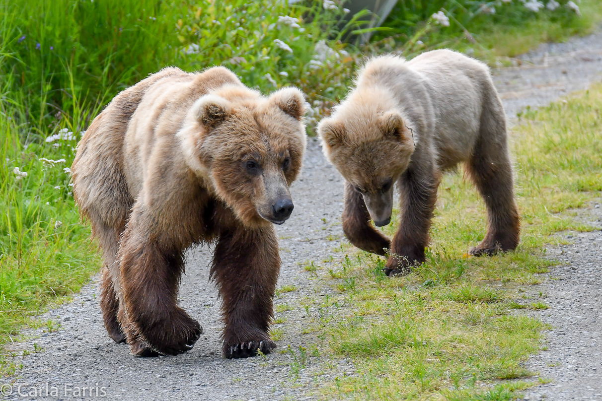 273 & The Cub (aka Velcro)