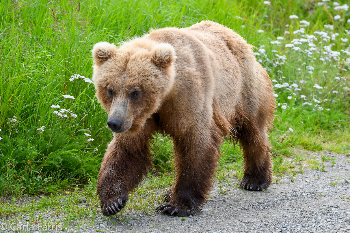 273 & The Cub (aka Velcro)