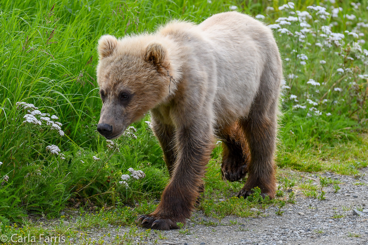 273 & The Cub (aka Velcro)