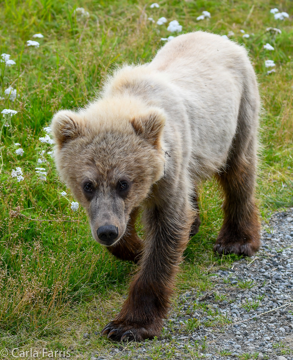 273 & The Cub (aka Velcro)