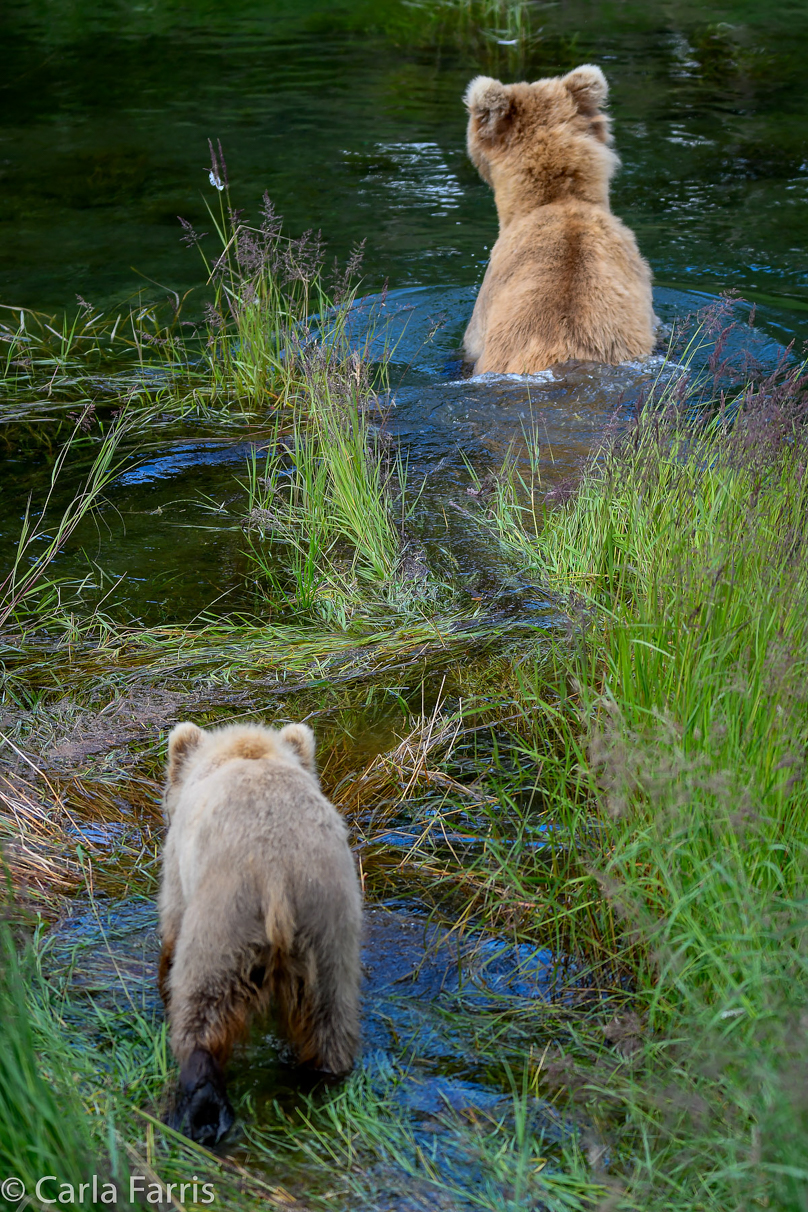 273 & The Cub (aka Velcro)