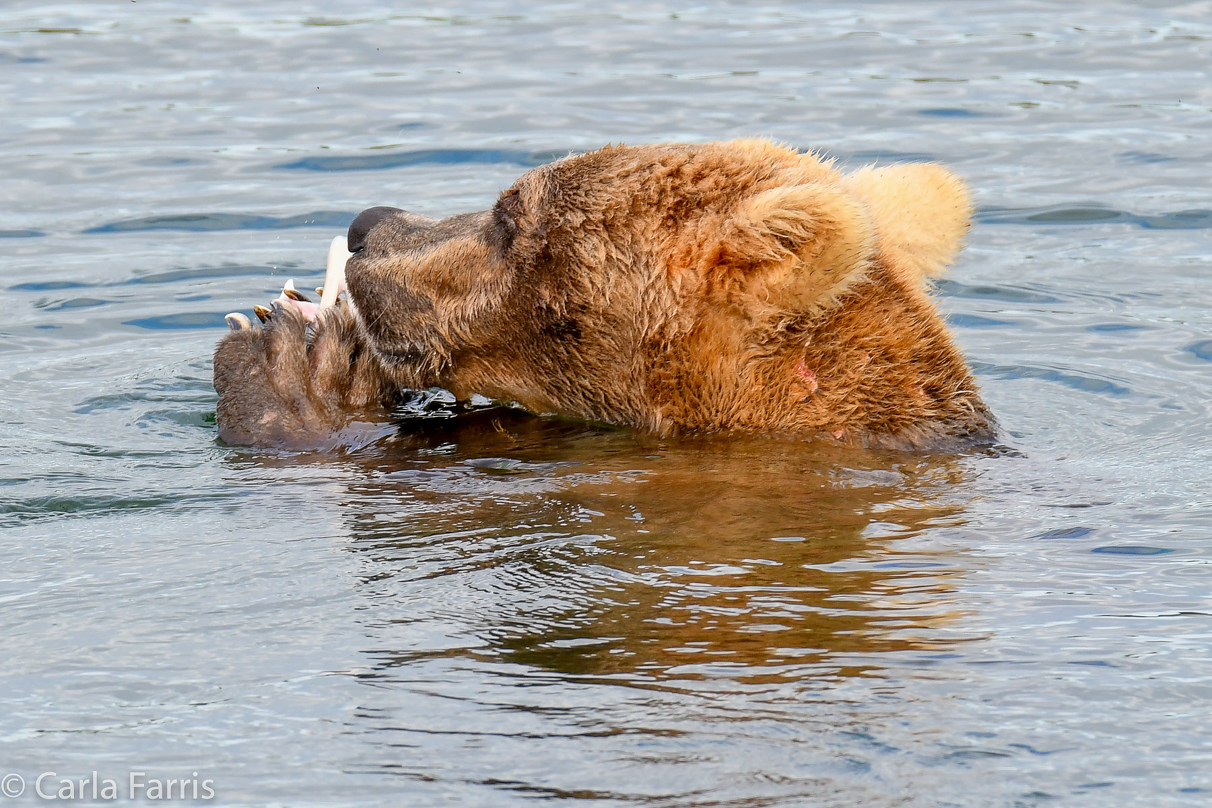 273 & The Cub (aka Velcro)