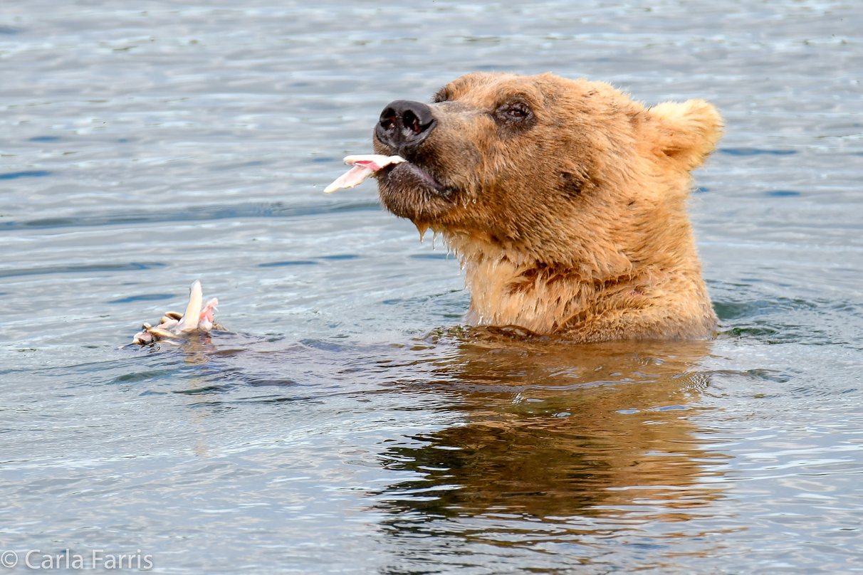 273 & The Cub (aka Velcro)