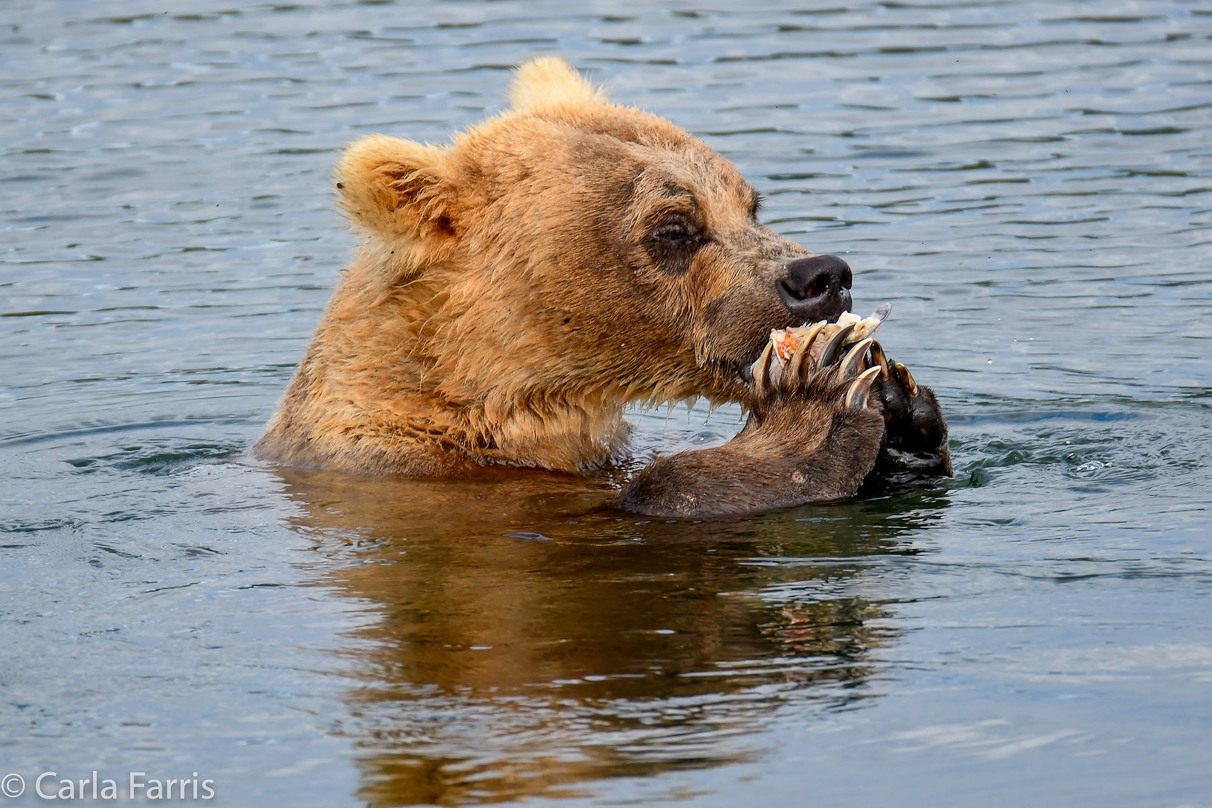 273 & The Cub (aka Velcro)