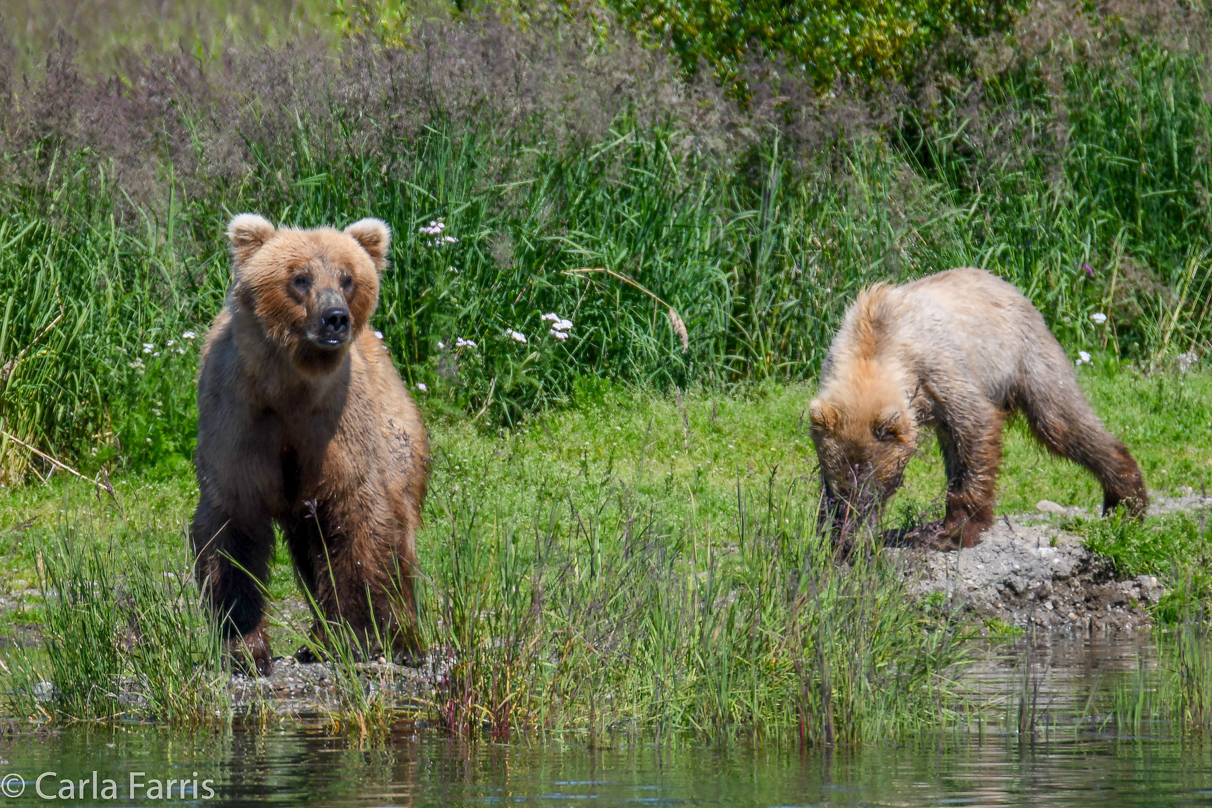 273 & Cub (aka Velcro)
