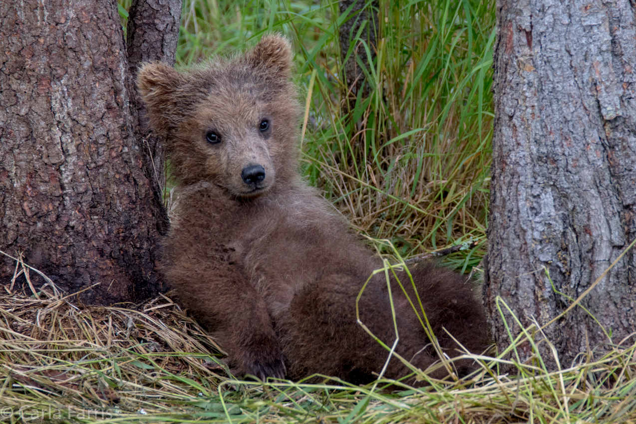 Grazer (128)'s cub