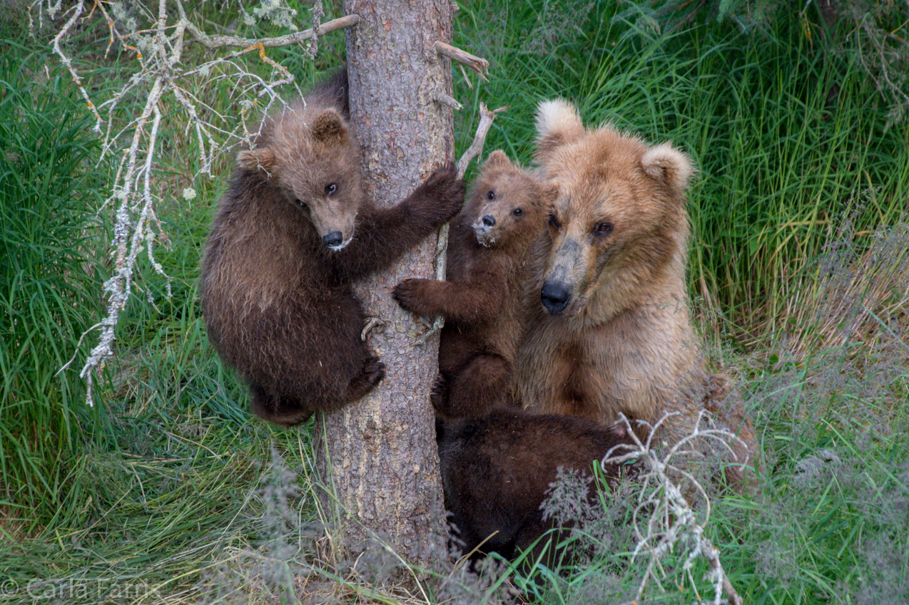 Grazer (128) & cubs